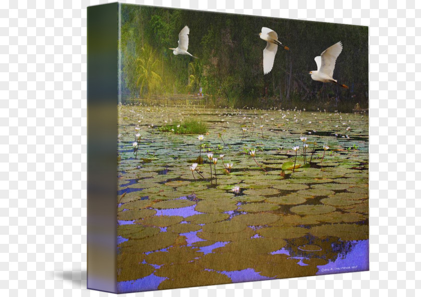 Egret Poster Design Duck Water Resources Ecosystem Fauna Painting PNG