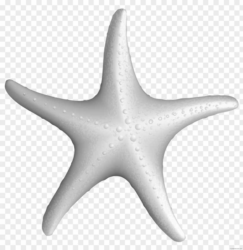 Starfish Clip Art Image Drawing PNG