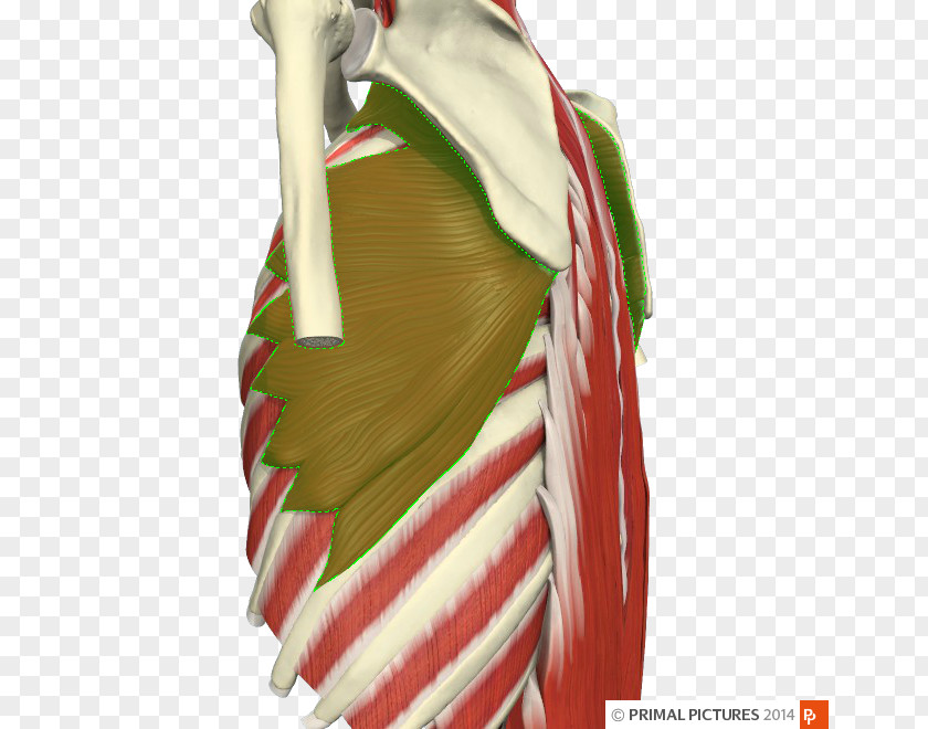 Thoracic Adhesive Capsulitis Of Shoulder Physical Therapy Impingement Syndrome Joint PNG
