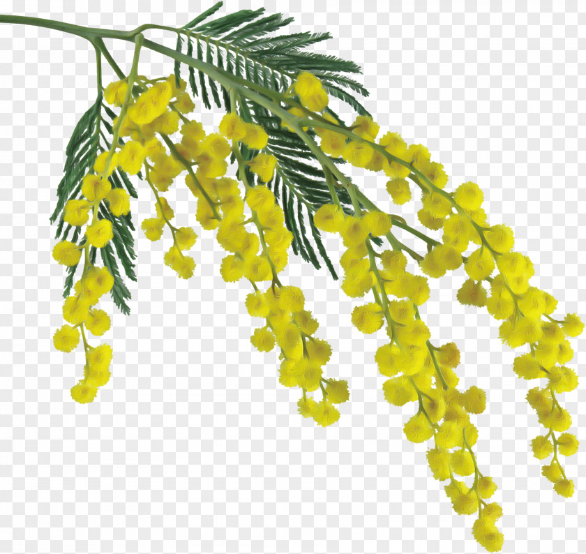 Branch Tree Yellow Plant Flower Leaf PNG