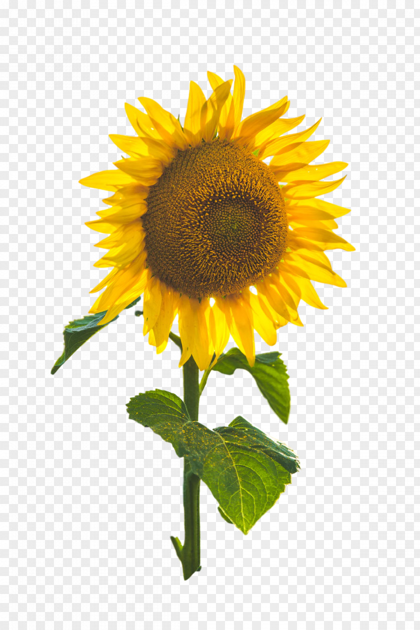 Common Sunflower Plant Stem Flower Annual Flora PNG