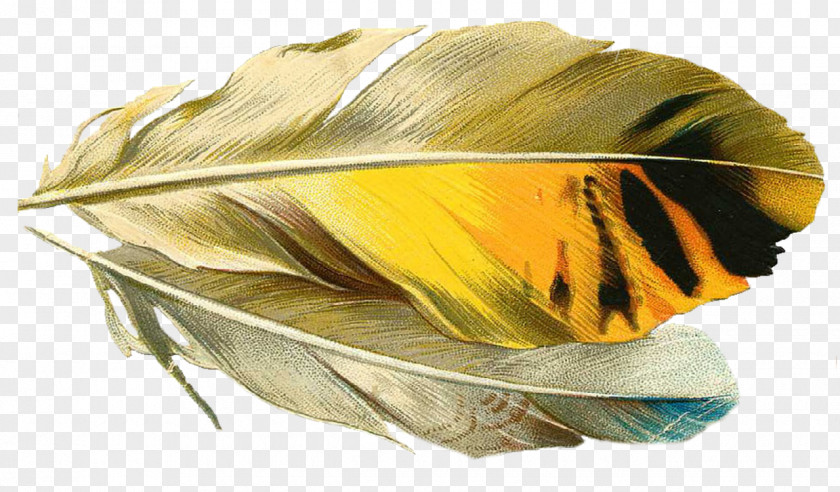Feather Quill Pens Paper Image PNG