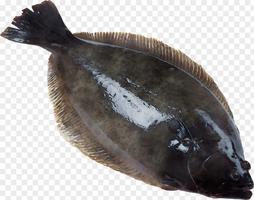 Flounder Fish Products Sole Flatfish PNG