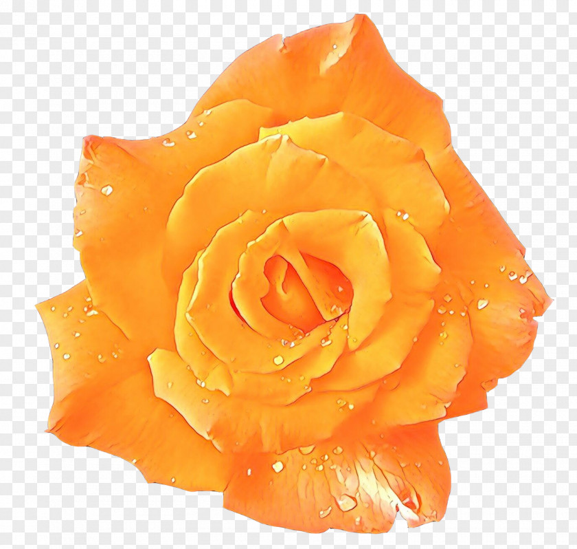 Flower Image Desktop Wallpaper Rose PNG