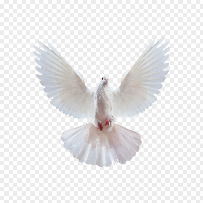 Flying Pigeon Creative,White Merida Ariel Snow White Columbidae Cinderella PNG