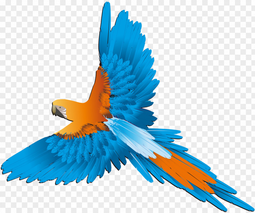 Parrot Bird Budgerigar Parakeet PNG