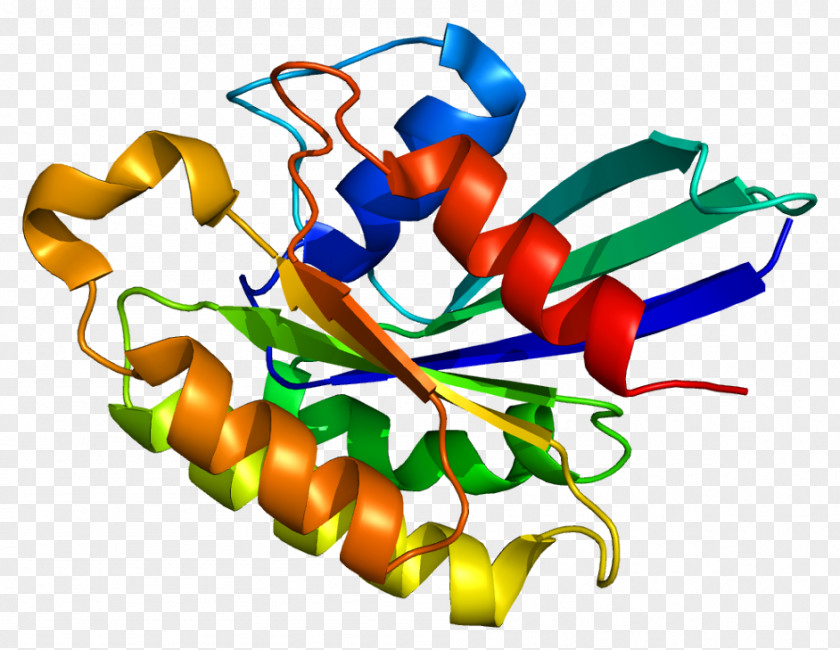RAB31 Gene Protein Human Free Content PNG