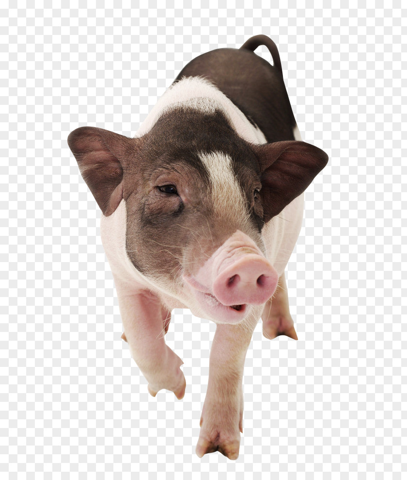 Angry Pig Vietnamese Pot-bellied Large White Piglet Photography PNG