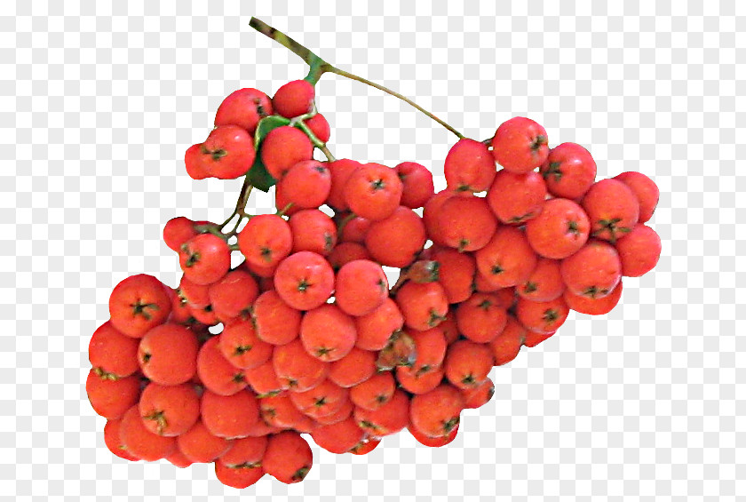 Auglis Accessory Fruit Seedless Lingonberry PNG