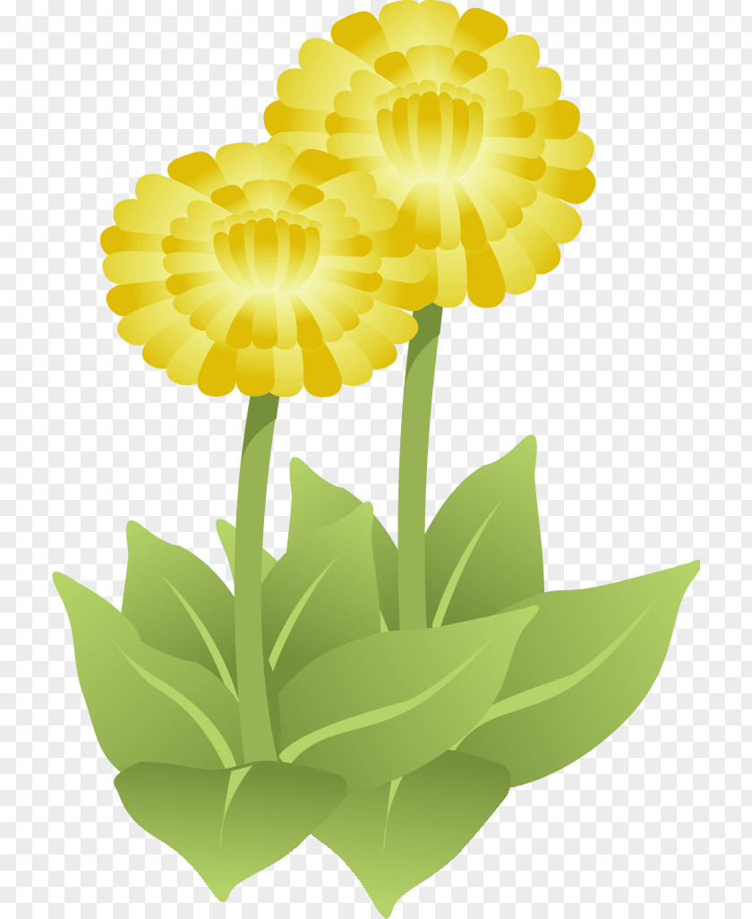 Flower Cut Flowers Common Daisy Floral Design Yellow PNG