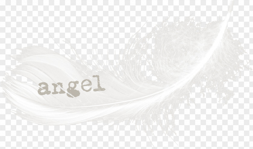 Fresh Style Feather White Material Font PNG