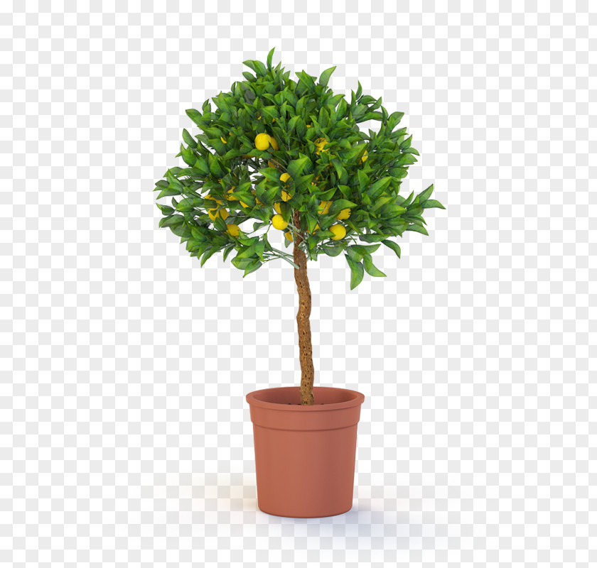Plant Plants, Plants And More Green Blooming Houseplant Flower PNG