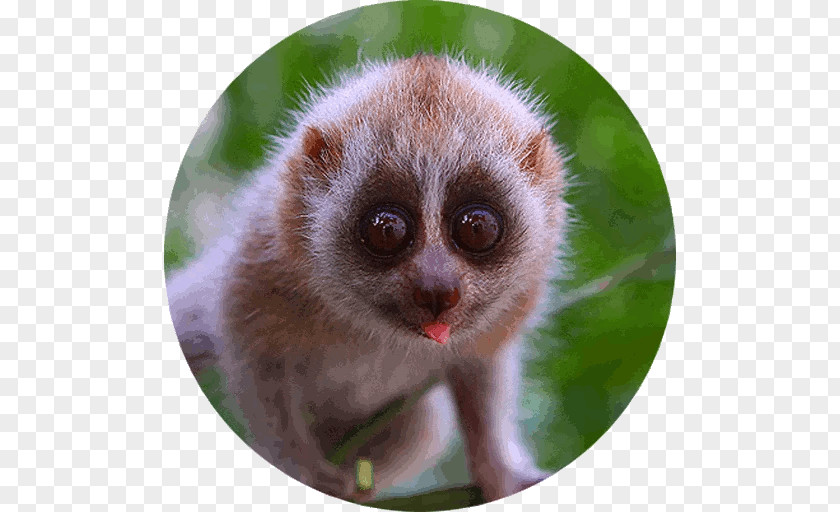 Pygmy Slow Loris Primate Cuteness Sunda Bengal PNG