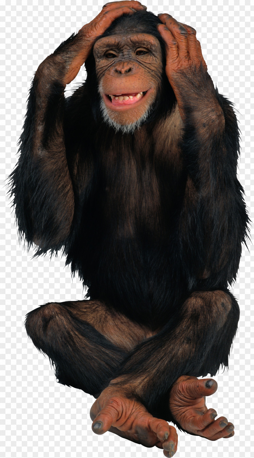 Black Gorilla Chimpanzee Monkey Desktop Wallpaper Clip Art PNG