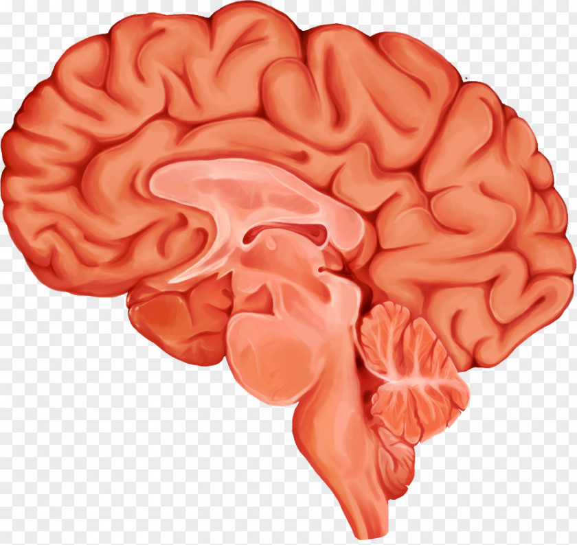 Brain University Of California, Santa Cruz Medical Illustration Art Biological PNG