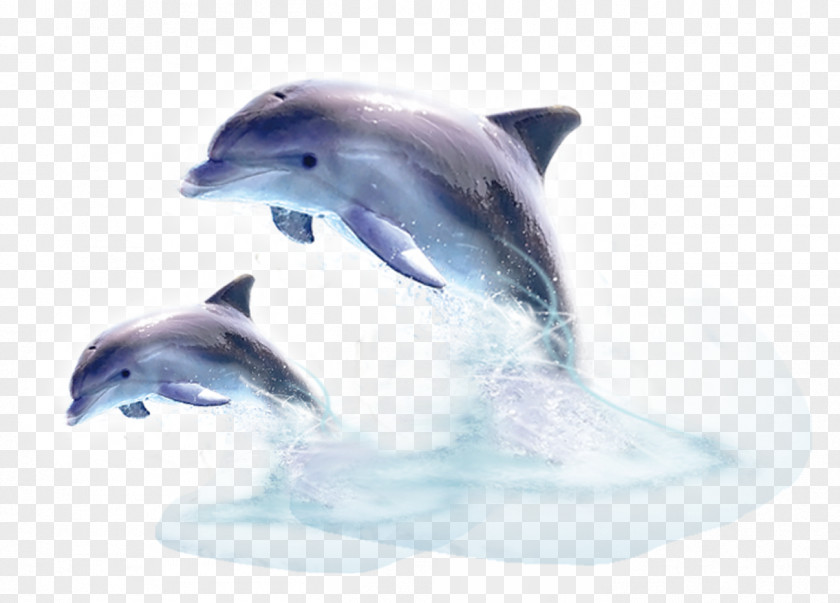 Dolphin Common Bottlenose Short-beaked Wholphin Tucuxi PNG