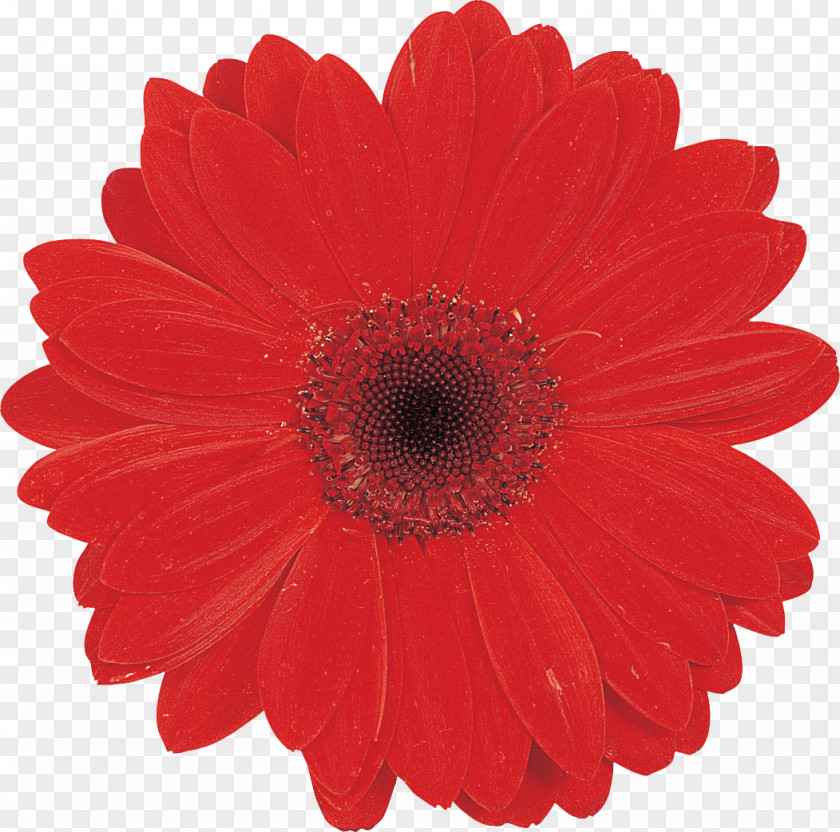 Gerbera Party FestiMania Cut Flowers Cup PNG