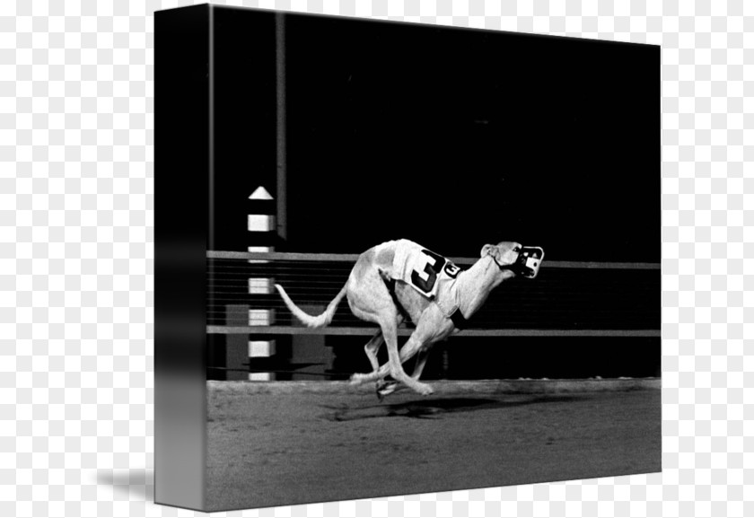 Greyhound Racing Stock Photography PNG