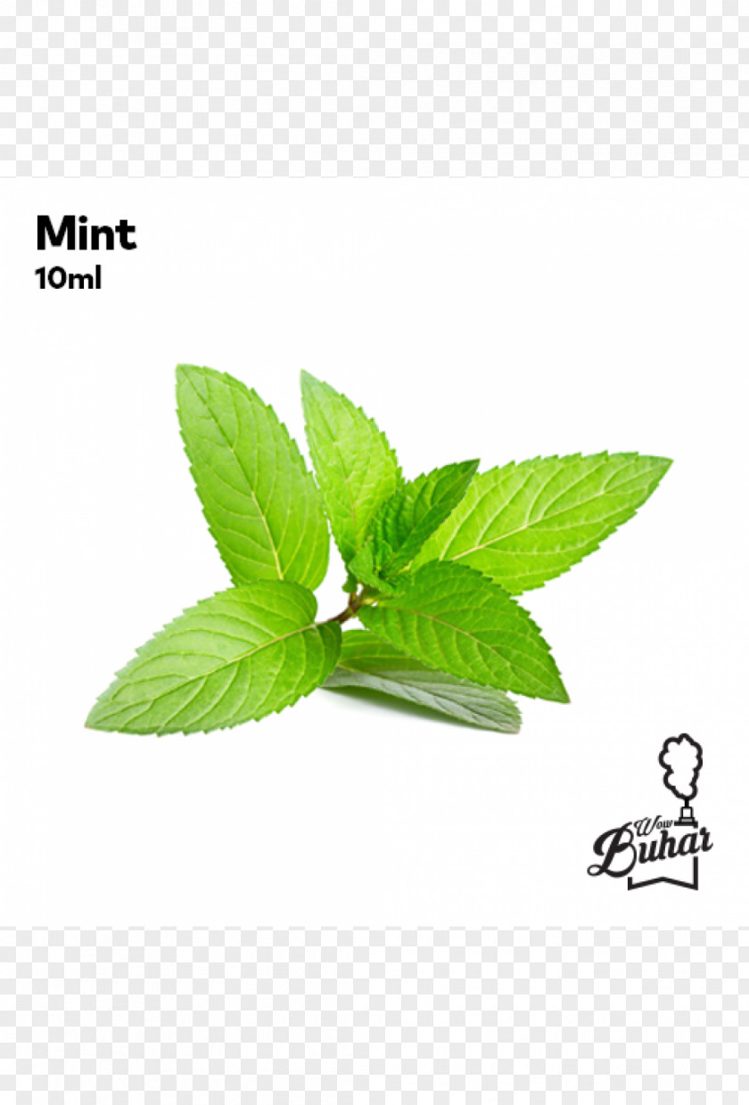Mint Peppermint Herb Extract Mentha Spicata PNG