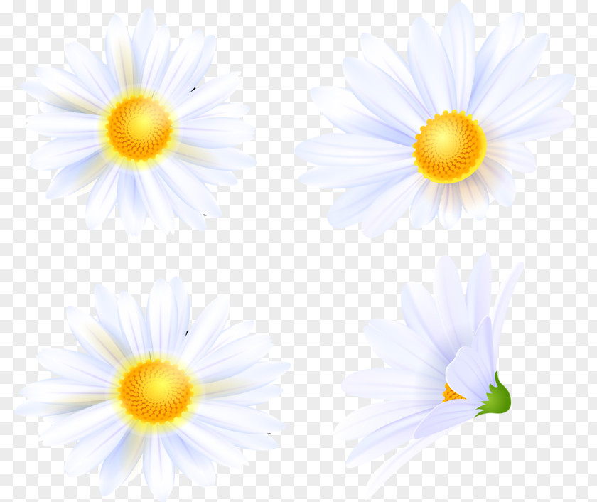 Oxeye Daisy Wildflower Petal Meadow PNG