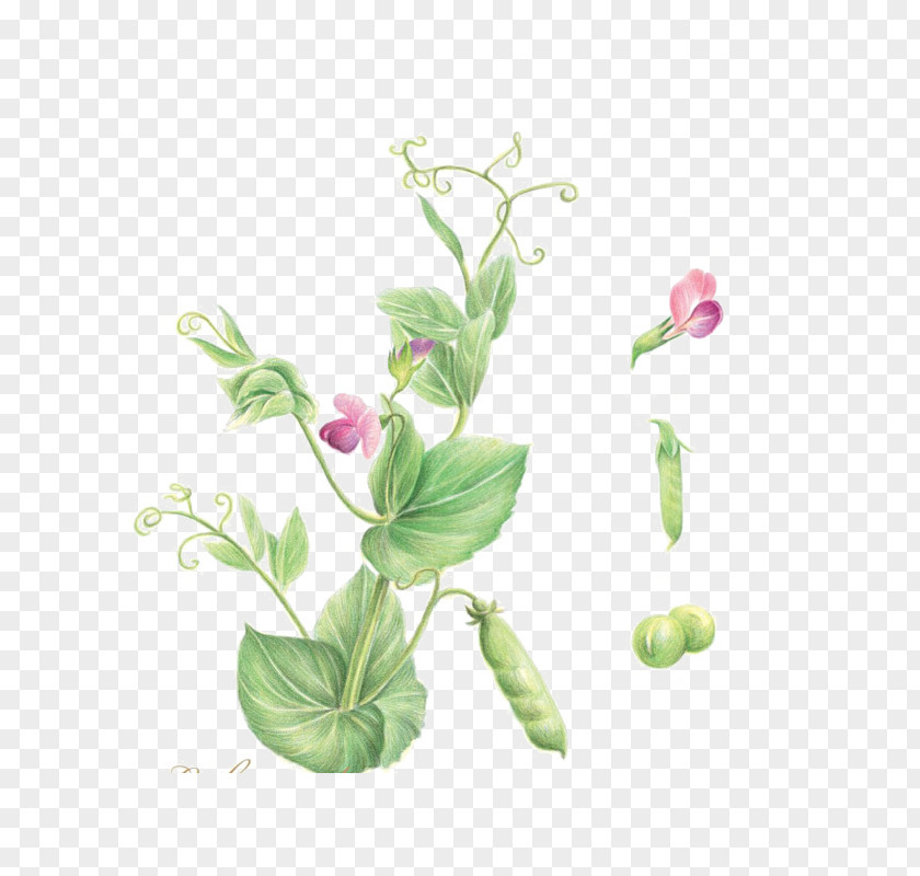 Pea Flower Adobe Illustrator PNG