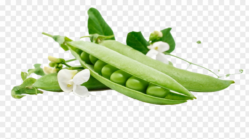 Pea Snow Vegetable Sweet Bean Wallpaper PNG