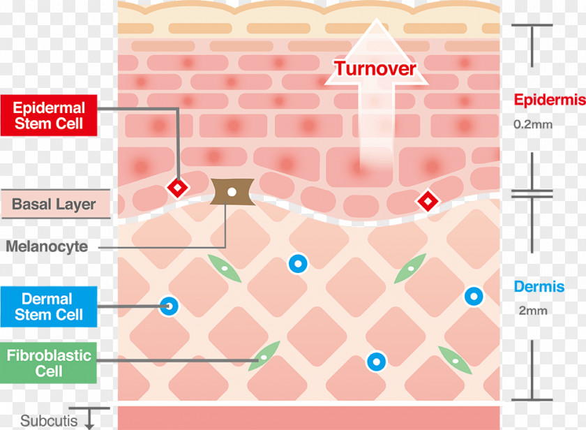 Stem Cells Cell Epidermis Skin PNG