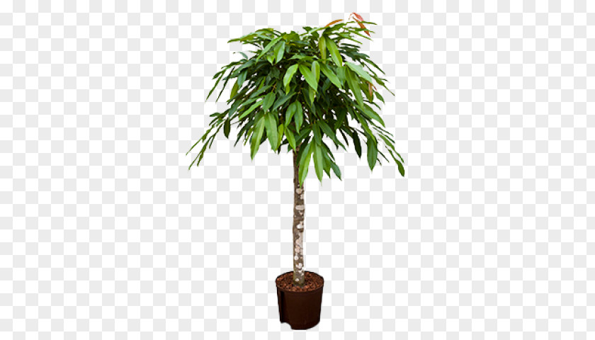 Tree Houseplant Arecaceae Weeping Fig Areca Palm PNG