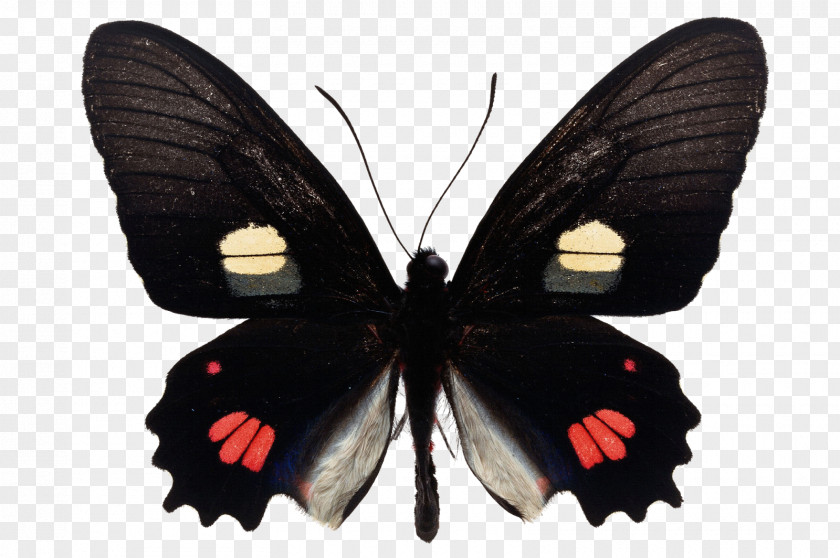 Butterfly Image Vector Graphics Photography PNG