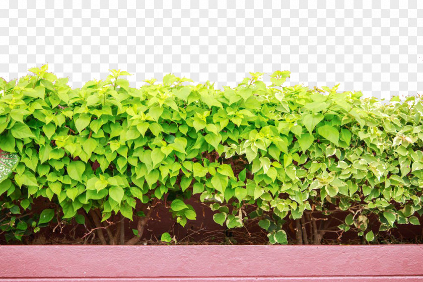 Green Belt Download Fence PNG