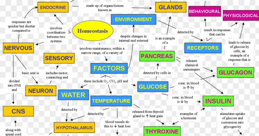 Map Homeostasis Human Body Biology Concept PNG