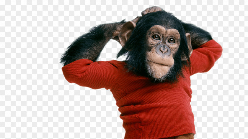 Monkey Funny Ape Chimpanzee Nim Chimpsky Documentary Film PNG