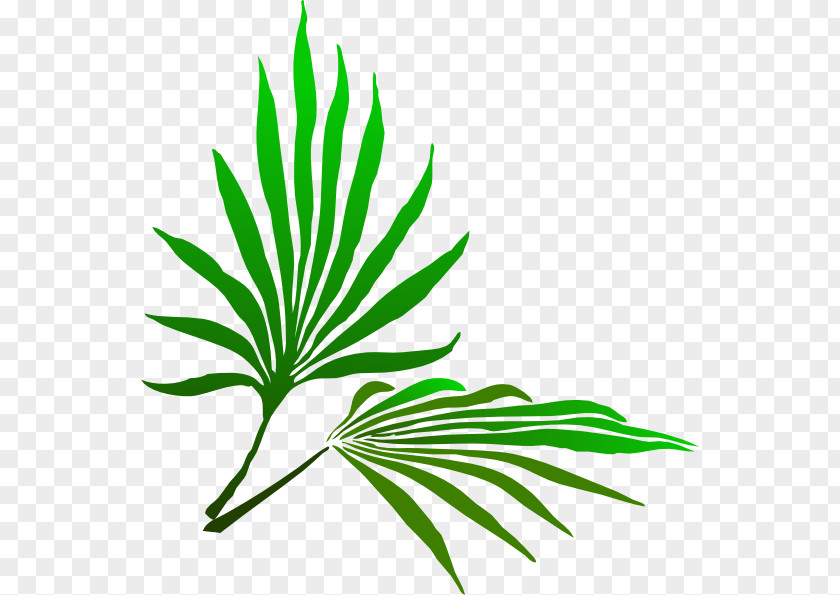 Palm Branch Cliparts Sunday Easter Clip Art PNG