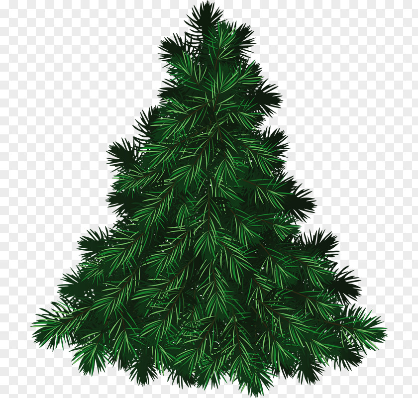 Rd Fraser Fir Christmas Tree Pine PNG