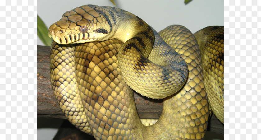 Snake Venomous Amethystine Python Reptile Ball PNG