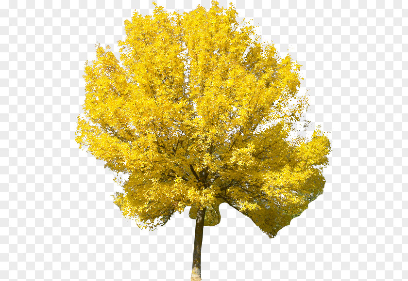 Tree Willow Deciduous PNG