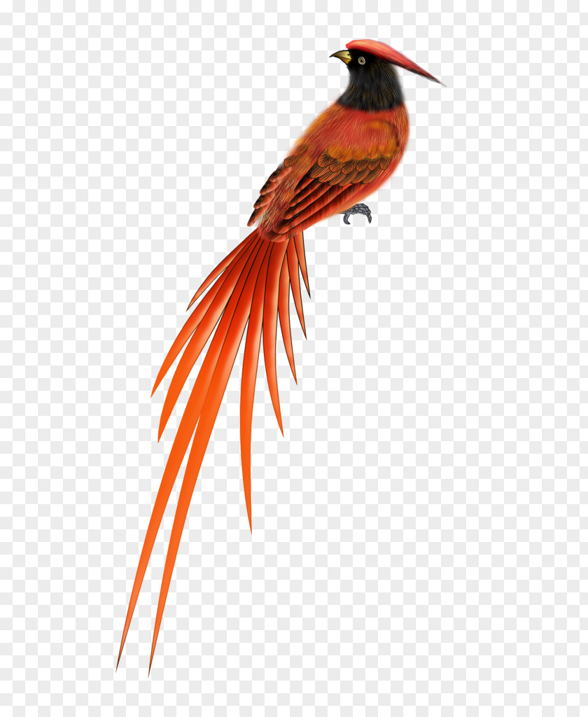 Bird Songbird Golden Pheasant Clip Art PNG