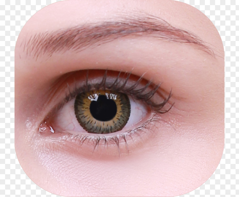 HAZEL Iris Contact Lenses Eyelash Extensions Brown PNG