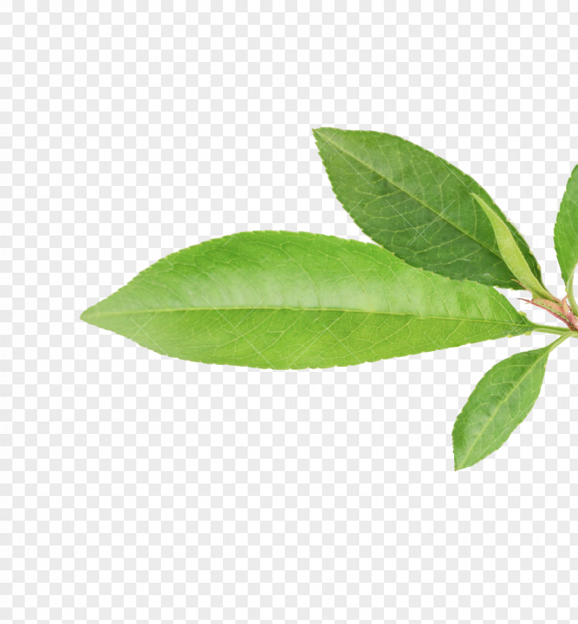 Leaf Durazno Fruit Peach Plant Stem PNG