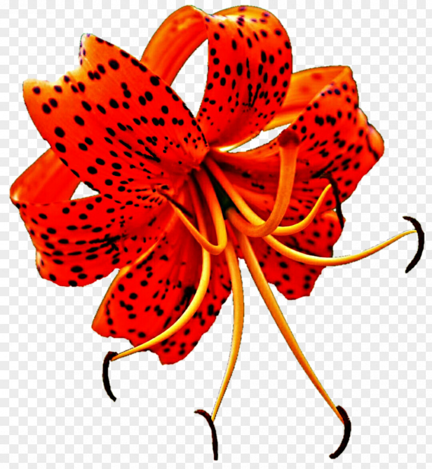 Lily Lilium Superbum Tiger Flower Clip Art PNG