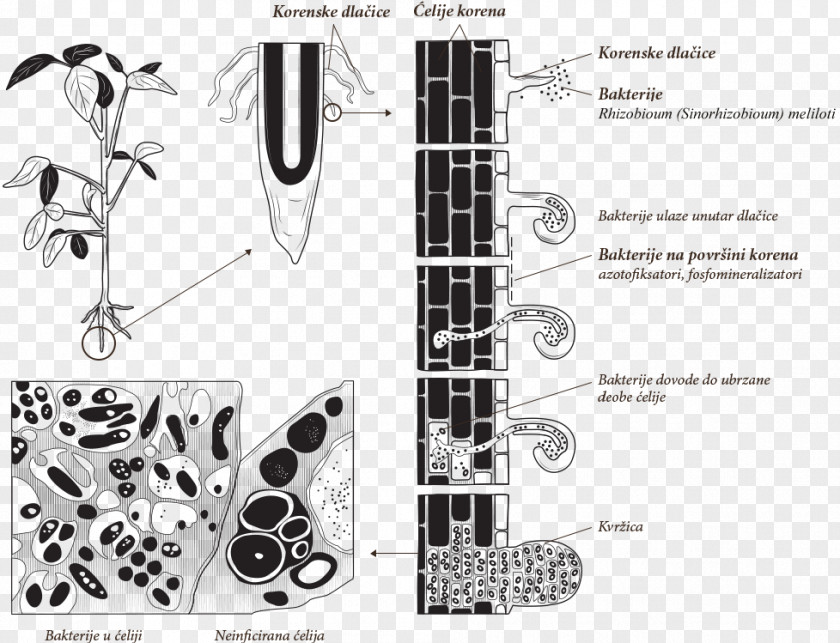 Pea Nitrogen Fixation Rhizobia Bacteria Diazotroph Symbiosis PNG