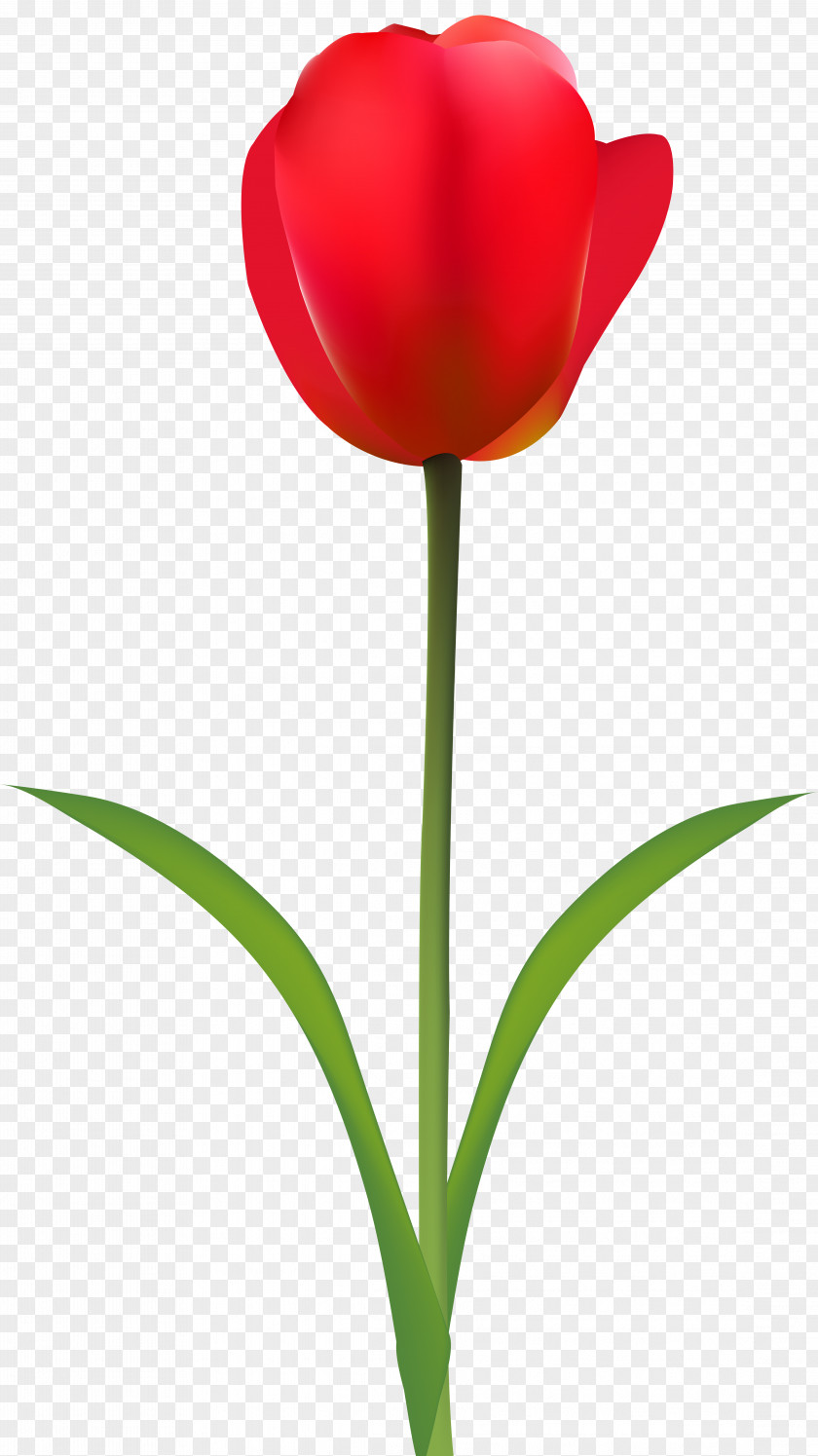 Red Tulip Transparent Clip Art Image Cut Flowers Wallpaper PNG