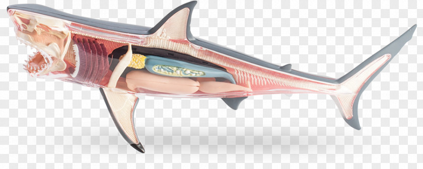 Shark Requiem Sharks Great White Anatomy PNG