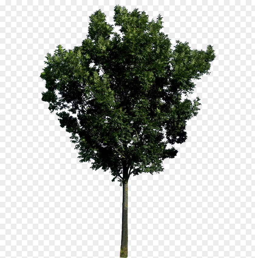 Tree Image, Free Download, Picture Icon PNG