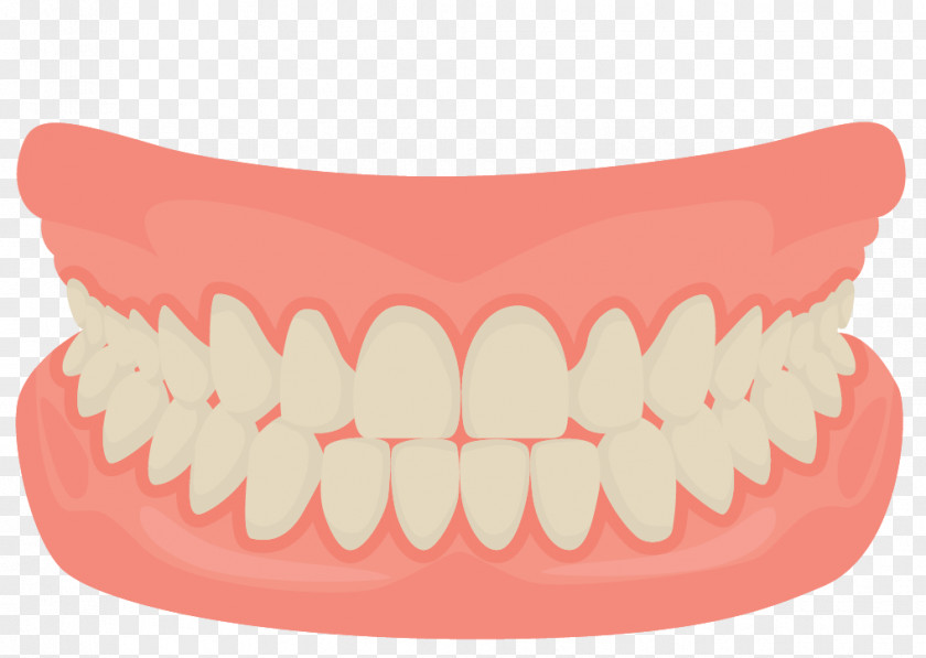 Vector Cartoon Mouth Smiling Teeth Human Tooth Smile Dentistry PNG