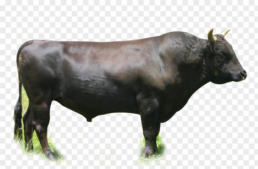 Wagyu Galloway Cattle British White Angus Beef Hereford PNG