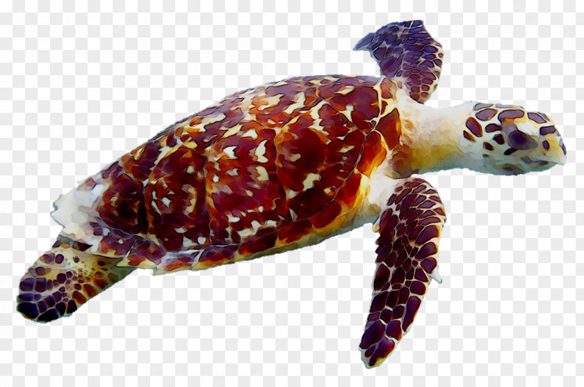 Adventures In Diving STX Loggerhead Sea Turtle Tortoise Pond Turtles PNG