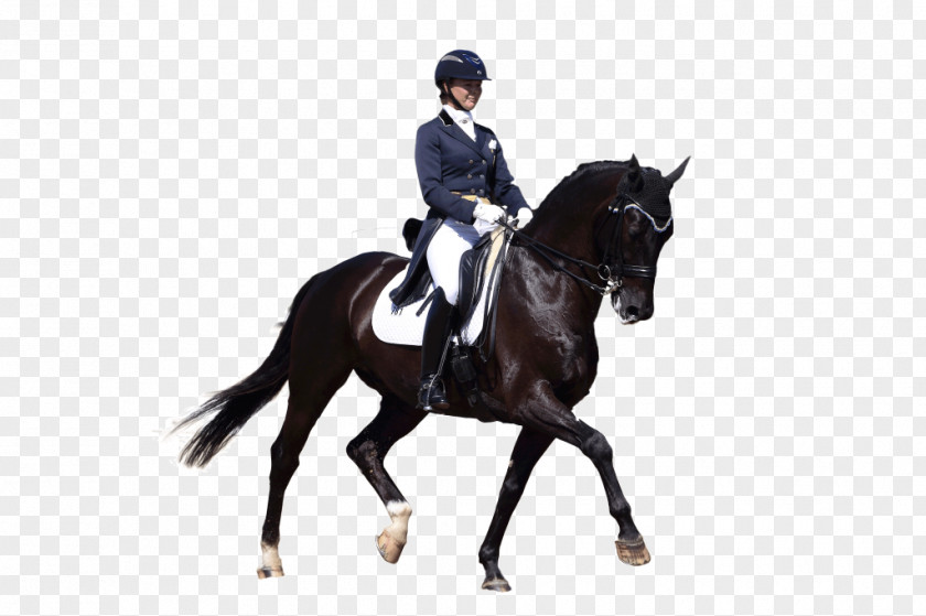 Oscar Barrera Horse Trainer Arabian Equestrian English Riding Dressage Stallion PNG