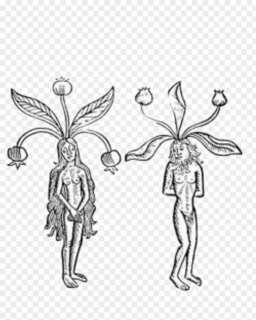 Plant Mandragora Root Ethnobotany Magic PNG