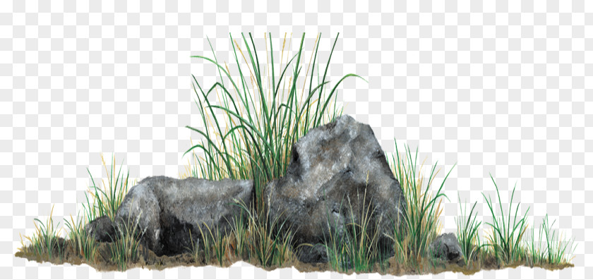 Rock Grass Grasses Clip Art PNG